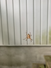 Araneus diadematus