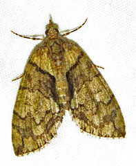 Hydriomena pluviata