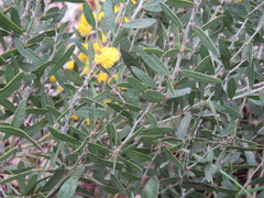Acacia nervosa