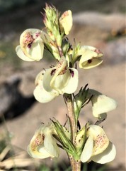 Pedicularis contorta contorta