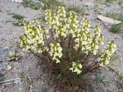 Pedicularis contorta contorta