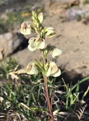 Pedicularis contorta contorta