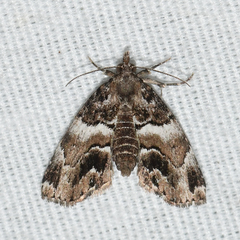 Cutina distincta