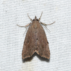 Cutina albopunctella