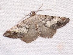 Macaria granitata
