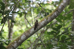 Dendrocincla fuliginosa