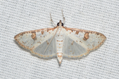 Palpita illibalis