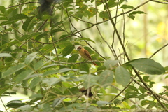 Pachyramphus cinnamomeus