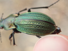Carabus monilis