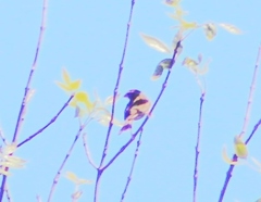 Haemorhous purpureus