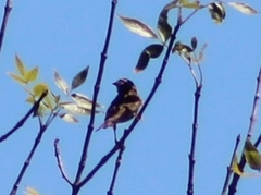 Haemorhous purpureus