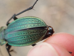 Carabus monilis