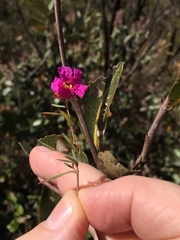 Lythraceae