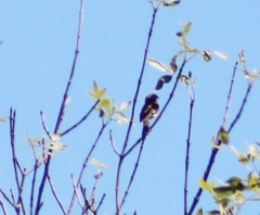 Haemorhous purpureus