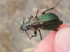 Carabus monilis
