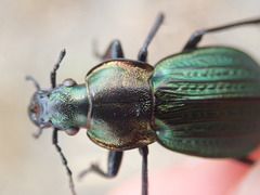 Carabus monilis
