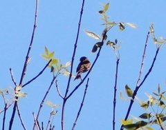 Haemorhous purpureus