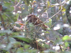 Antrostomus arizonae