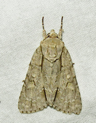 Acronicta laetifica