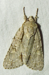 Acronicta laetifica