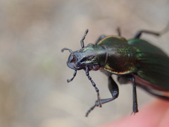 Carabus monilis