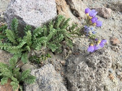 Polemonium elegans