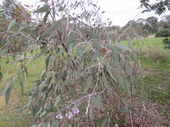 Eucalyptus caesia