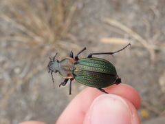 Carabus monilis