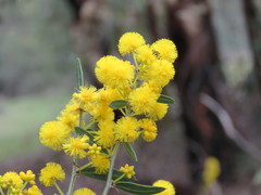 Acacia nervosa