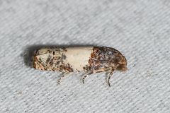 Epiblema benignata