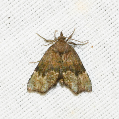 Cutina aluticolor