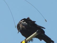 Corvus brachyrhynchos caurinus