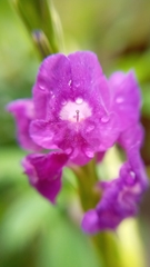 Stachytarpheta frantzii