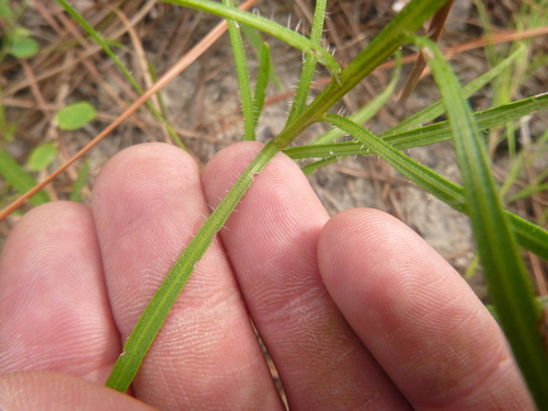 Image of Liatris virgata by no rights reserved