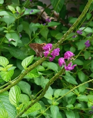 Stachytarpheta frantzii