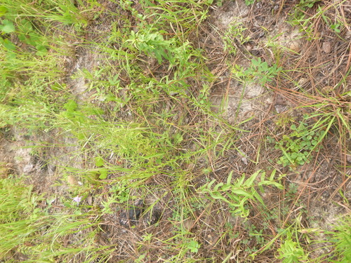 Image of Liatris virgata by no rights reserved