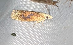 Eucosma ochrocephala