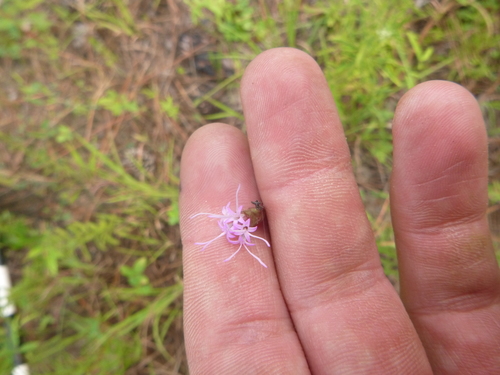 Image of Liatris virgata by no rights reserved