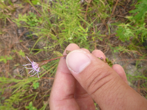 Image of Liatris virgata by no rights reserved