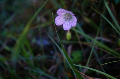 Geranium hayatanum