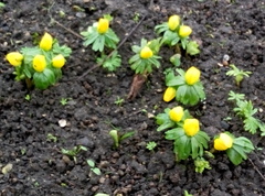 Eranthis hyemalis