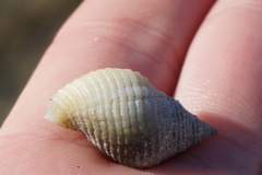 Nucella lapillus