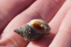 Nucella lapillus