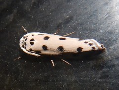 Ethmia sphaerosticha