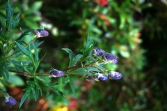 Aconitum fukutomei