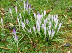 Crocus
