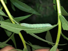 Condicinae