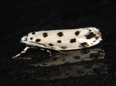 Ethmia sphaerosticha