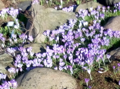 Crocus