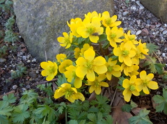 Eranthis hyemalis